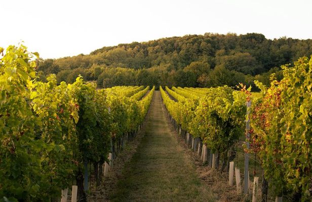 Kakheti Wine Cave Tasting & Sighnaghi Private Tour from Tbilisi