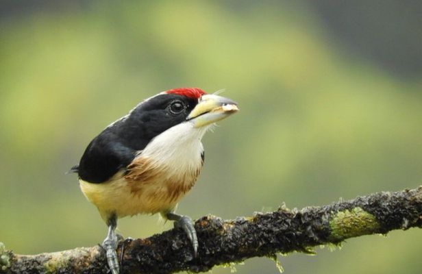 San Rafael Birding y Chocolate Experience 3 Days in Colombia