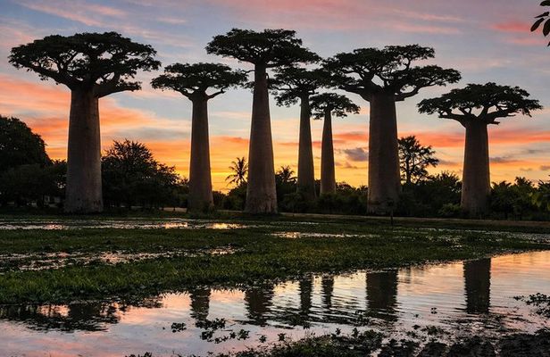 6 Day Madagascar Discovering Rainforest in Lemurs and Baobabs