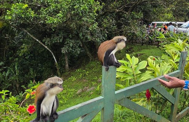 Grenada Rainforest and Beach Tour