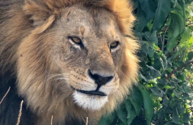 2 Day Safari in Tarangire National Park and Ngorongoro Crater