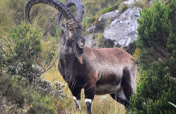 Private Guided 7 Day Mountains Trekking Tour to Simien