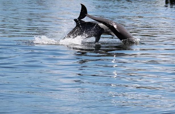 Dolphin Eco Cruise