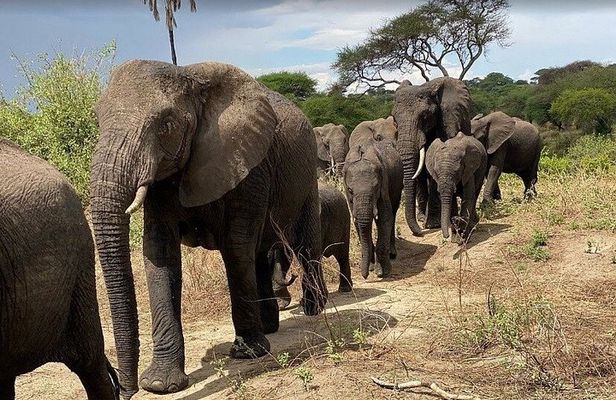 7 Day Classic Tanzania Safari Experience
