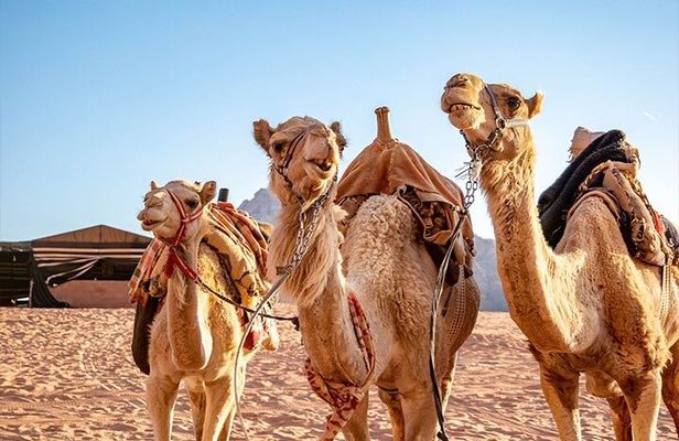 Private Full-Day Tour to Petra and Wadi Rum from Dead Sea