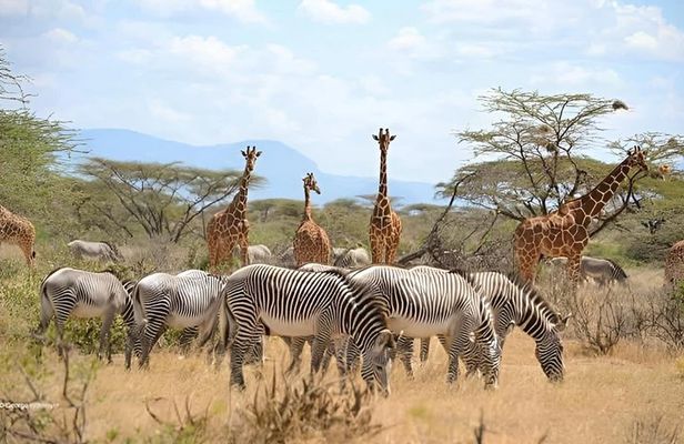 Ngorongoro 5 Day Private Tour with Transportation