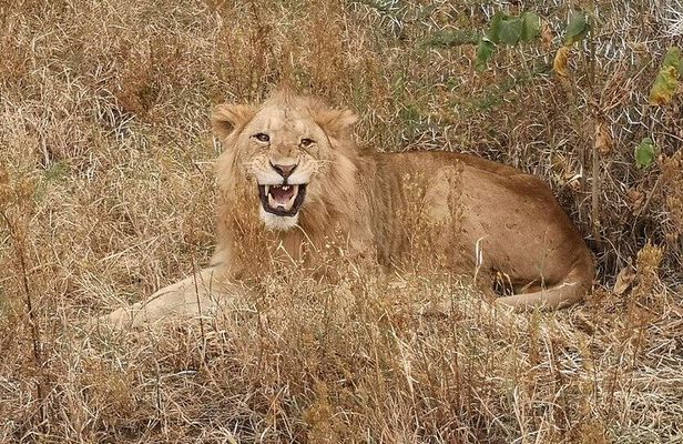 4 Day Safari Adventure Tarangire Serengeti and Ngorongoro