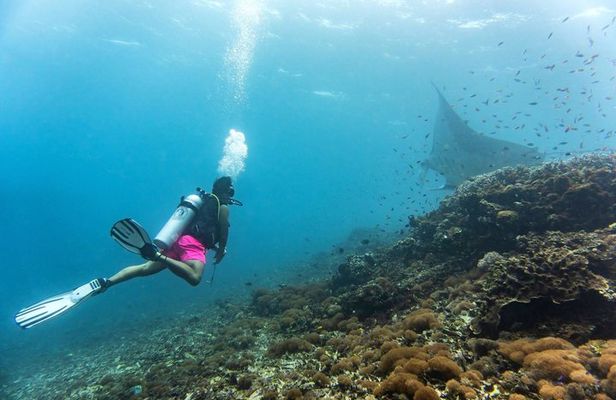 From Semporna Si Amil Island Diving or Snorkeling Day Trip