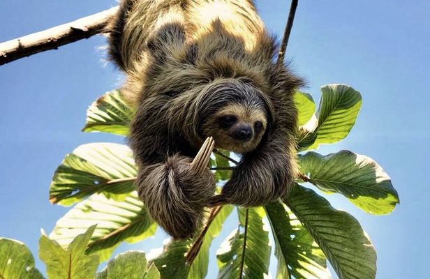 La Fortuna: Sloth Watching Tour with Butterfly Conservatory