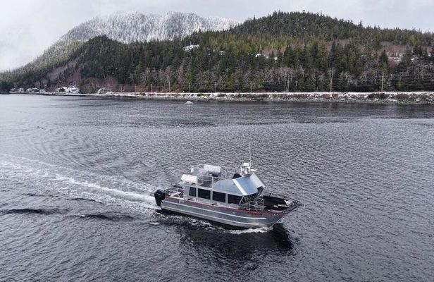 Whales and Lunch! Ketchikan's Premier Marine Mammal Viewing Tour