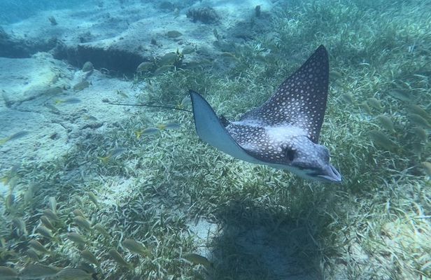 Turtle Snorkeling Experience in Vieques