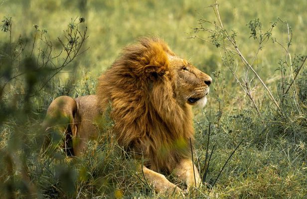 Full Day Guided Safari in Addo Elephant National Park