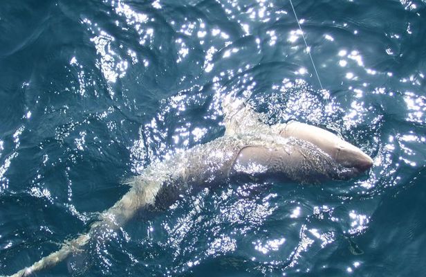 Night Shark Fishing Adventure in Myrtle Beach