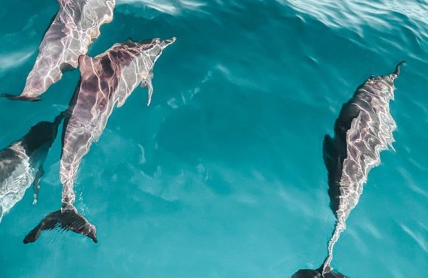 Dolphin Watching Boat Tour in Hvar with lunch and drinks unlimit