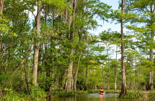 New Orleans Guided Kayak Swamp Tour