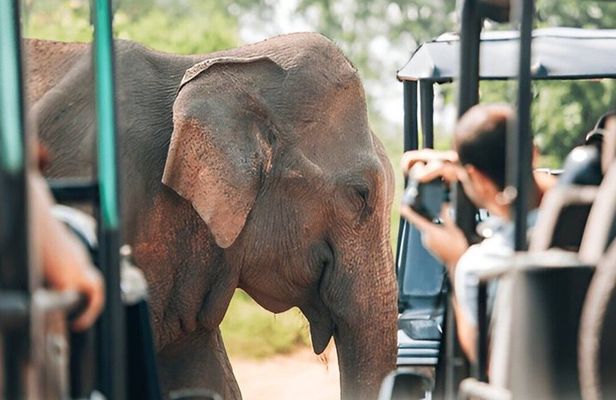 Udawalawe National Park Private Safari