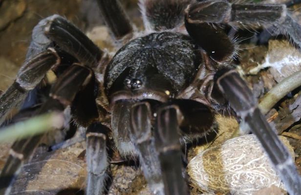 Tarantula's Way Night Tour