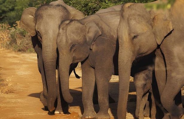 Udawalawe National Park Private Safari with Naturalist