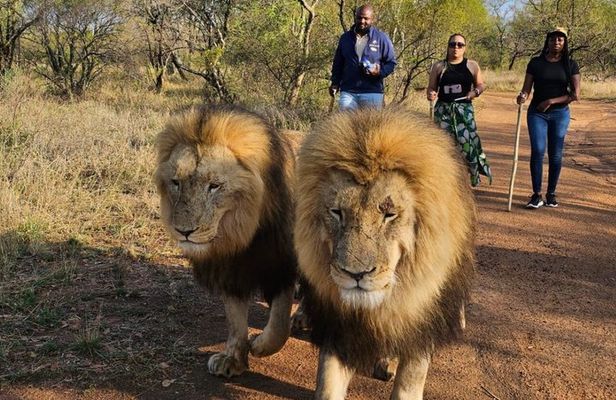 Lion Walk Guided Tour Adventure