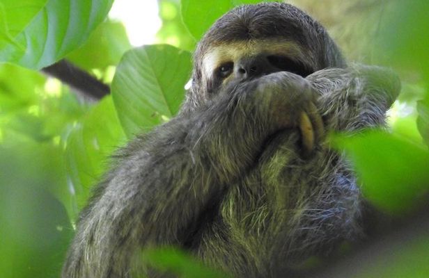 Manuel Antonio National Park Guided Wildlife Tour