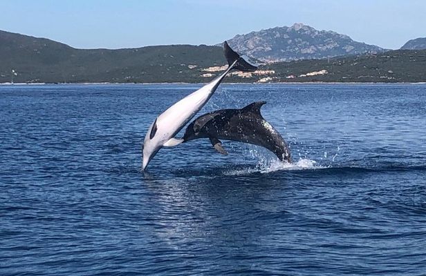 Dolphin Watching and Snorkeling Adventure in Figarolo Sardinia