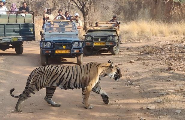 Ranthambore Jungle Safari Booking –Tiger Safari with Expert Guide