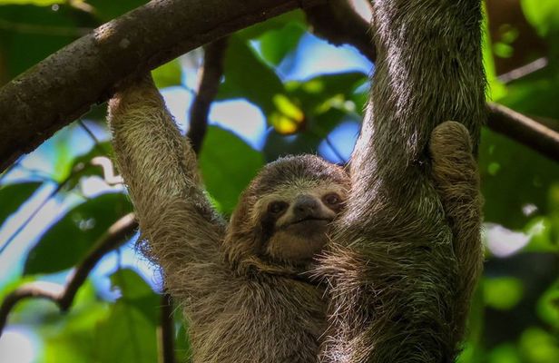 Manuel Antonio National Park Guide Hiking and Wildlife Experience