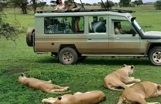 Day Trip To Mikumi National Park From Dar es salaam by Sgr train