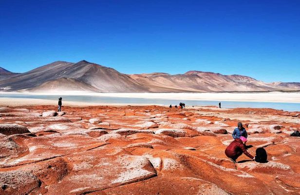 Piedras Rojas Tour Explore Altiplanic Lagoons and Chaxa