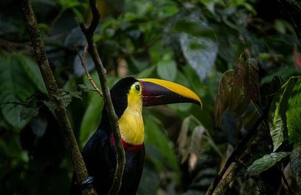 Manuel Antonio National Park Guided Tour
