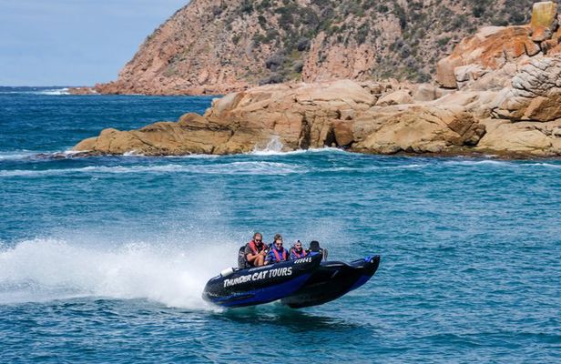 Phillip Island: High-Speed Sea Caves Boat Tour with Seal Sighting