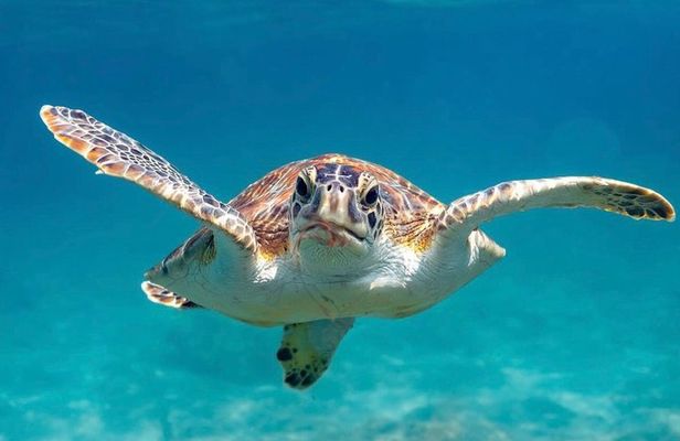 Vieques: Snorkeling Tour with Sea Turtles and Stingrays