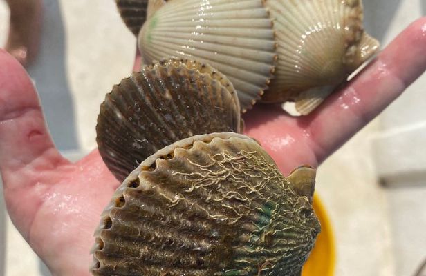 Underwater adventure! Snorkel For Scallops!