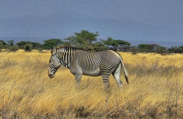6 Days Safari Masai Mara Naivasha Amboseli Adventure
