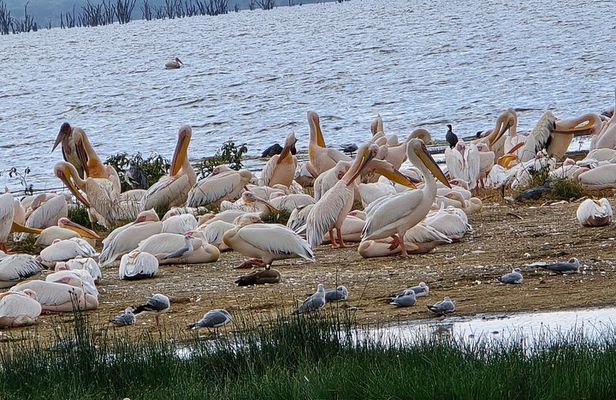4 Day Masai Mara and Nakuru Flamingos Safari Experience