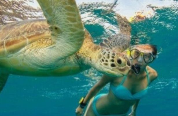 Guided Snorkel With Sea Turtles Green Island + Rum Punch + Snack