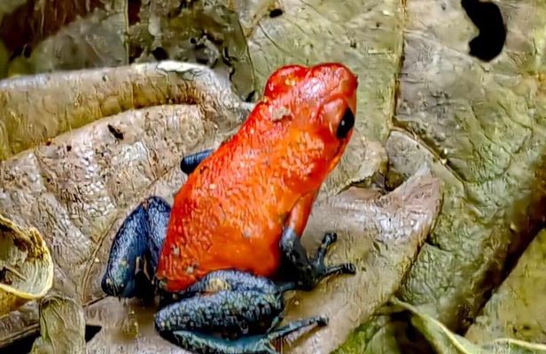 Private Wildlife Walk, Coffee Experience and Traditional Lunch