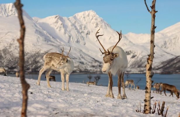 Arctic Fjords and Coastal Landscapes Road Trip