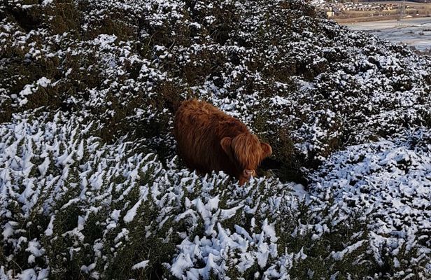 Pentland Hills & Highland Cows guided walks near Edinburgh