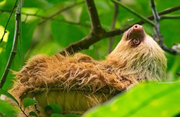 Sloths and Monkeys Guided Tour in Arenal Nature Walk