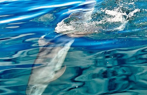 Whale Watching with Snorkeling and Fishing in Puerto Jiménez