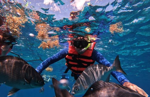 Shared Snorkeling Tour Playa El Cielo in Cozumel