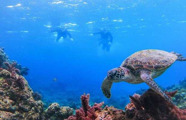 Yakushima Sea Turtle Snorkeling | English Guide | Small Group