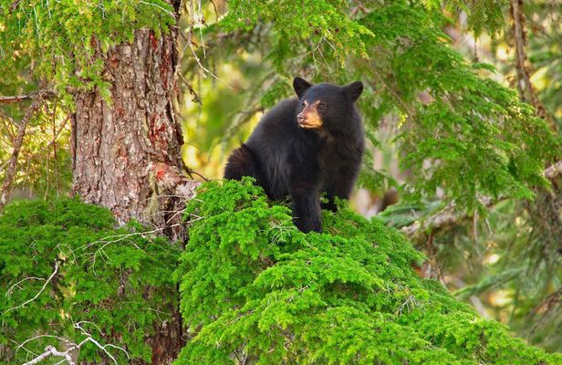 Whistler Afternoon Evening With The Bears Land Rover Scenic Tour