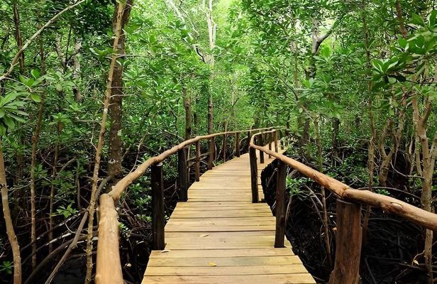 Zanzibar: Jozani Forest, Kuza cave, Salaam cave & Rock Restaurant