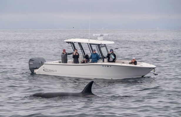 Luxury 3‑Hour Whale Watching Experience