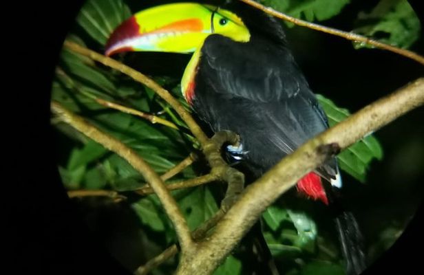 Arenal Night Walk: Frogs, Sloths & Wildlife with Naturalist Guide