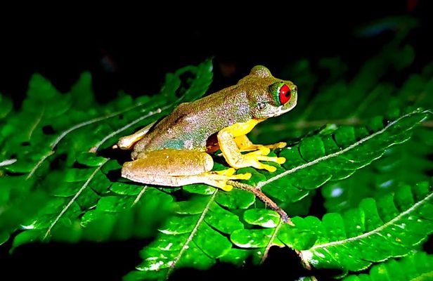 Small-Group Night Tour in Monteverde’s Cloud Forest