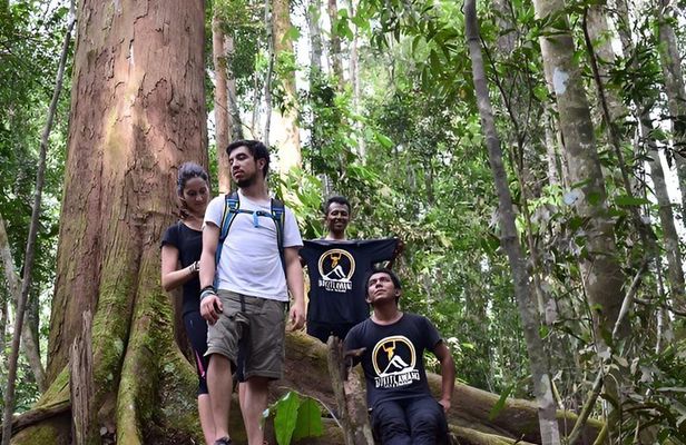 Jungle Trekking 1 Day in Bukit Lawang