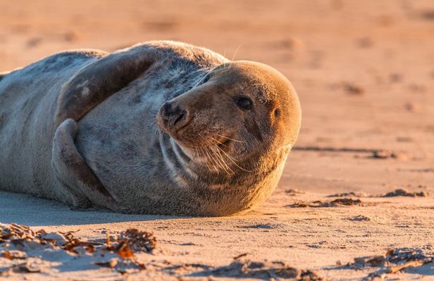 Wellfleet Harbor Seal Cruise Small Group Boat Tour on Cape Cod
